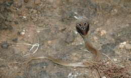 Image of Indian cobra