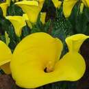 Image of Zantedeschia pentlandii (R. Whyte ex W. Watson) Wittm.