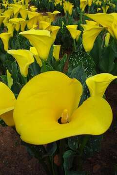 Image of Sekhukhune Gold Arum