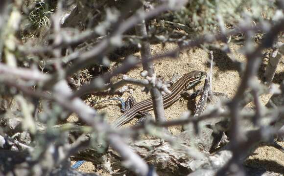 Image of Baja California Whiptail