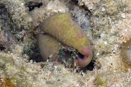 Image of green hermit crab