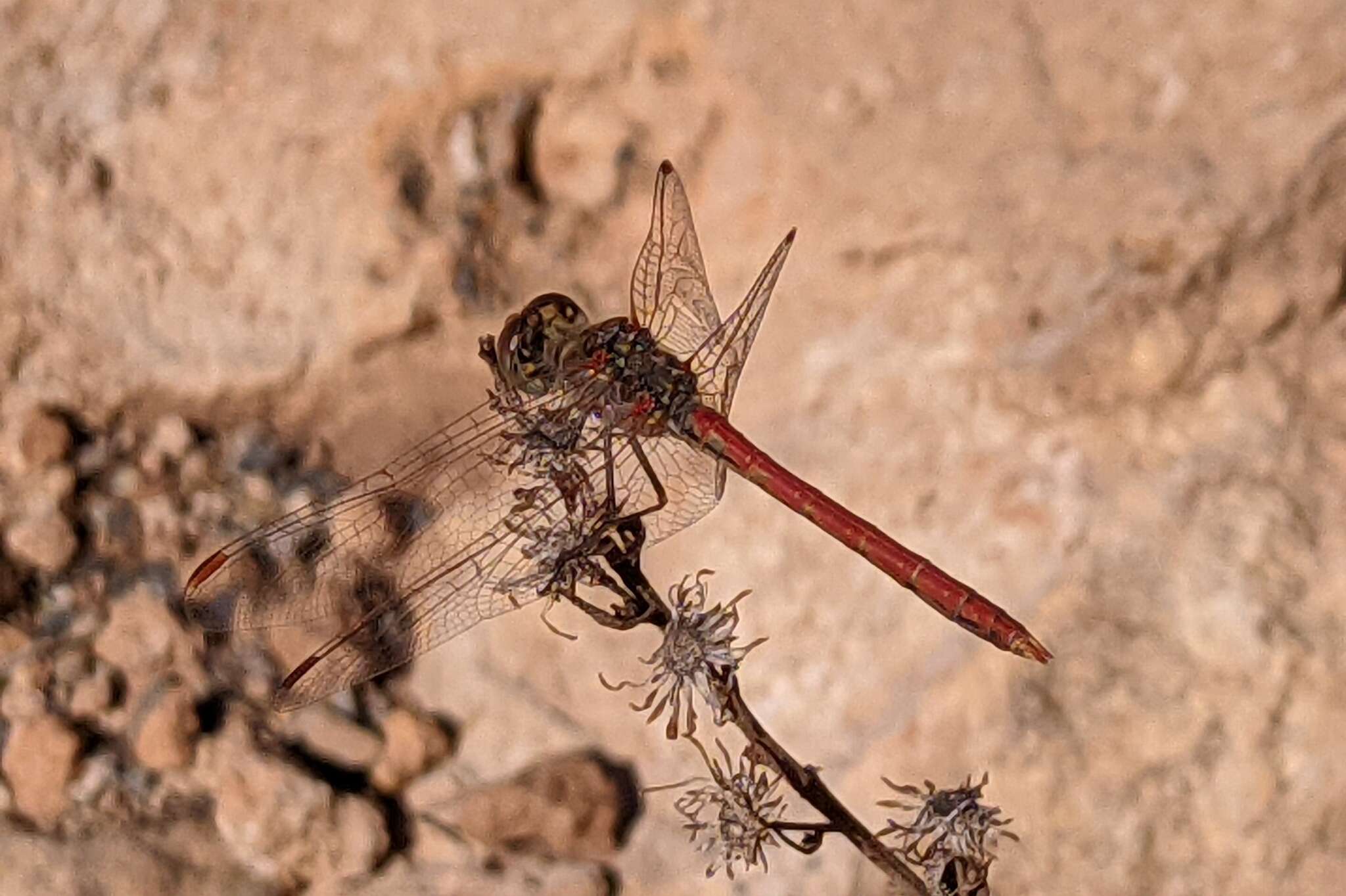 Image of Desert Darter