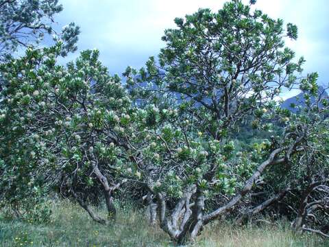 Image of Grey tree-pincushion