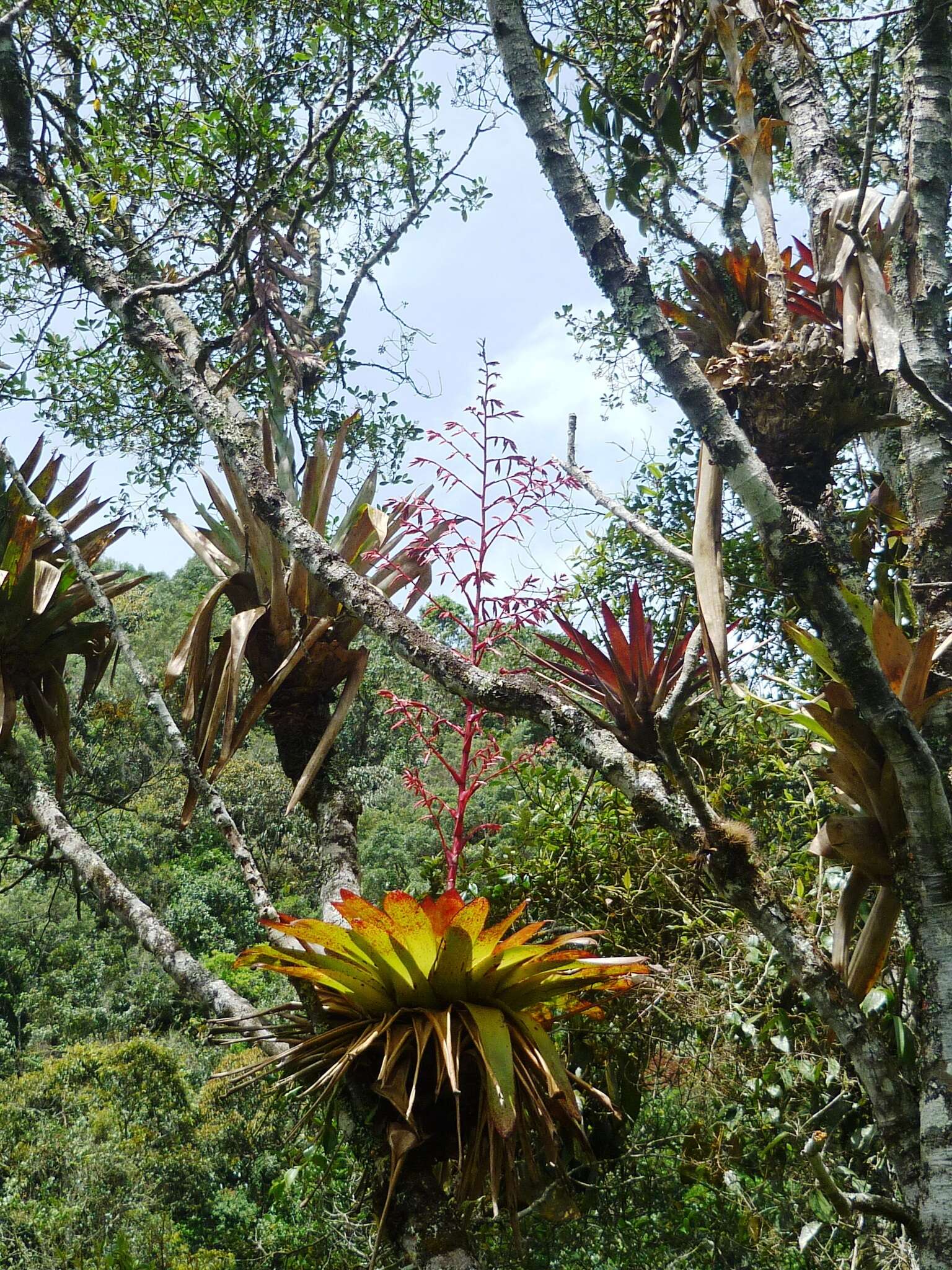 Image of Tillandsia tovarensis Mez