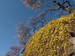 Image of weeping forsythia