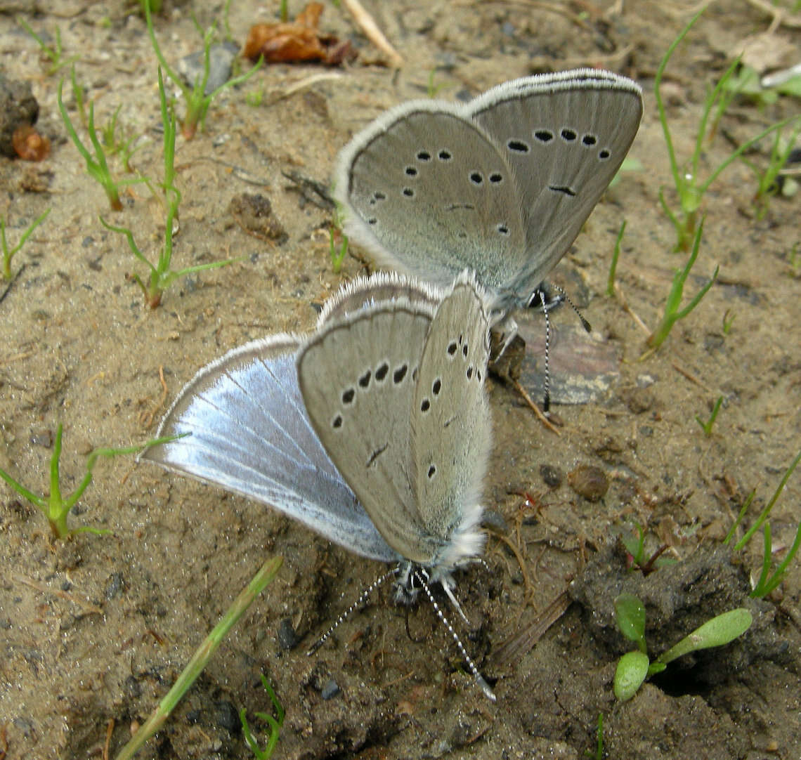 Image of Glaucopsyche lygdamus columbia (Skinner 1917)