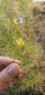 صورة Linaria pinifolia (Poir.) Thell.