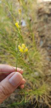 Plancia ëd Linaria pinifolia (Poir.) Thell.