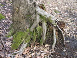 Image of European alder