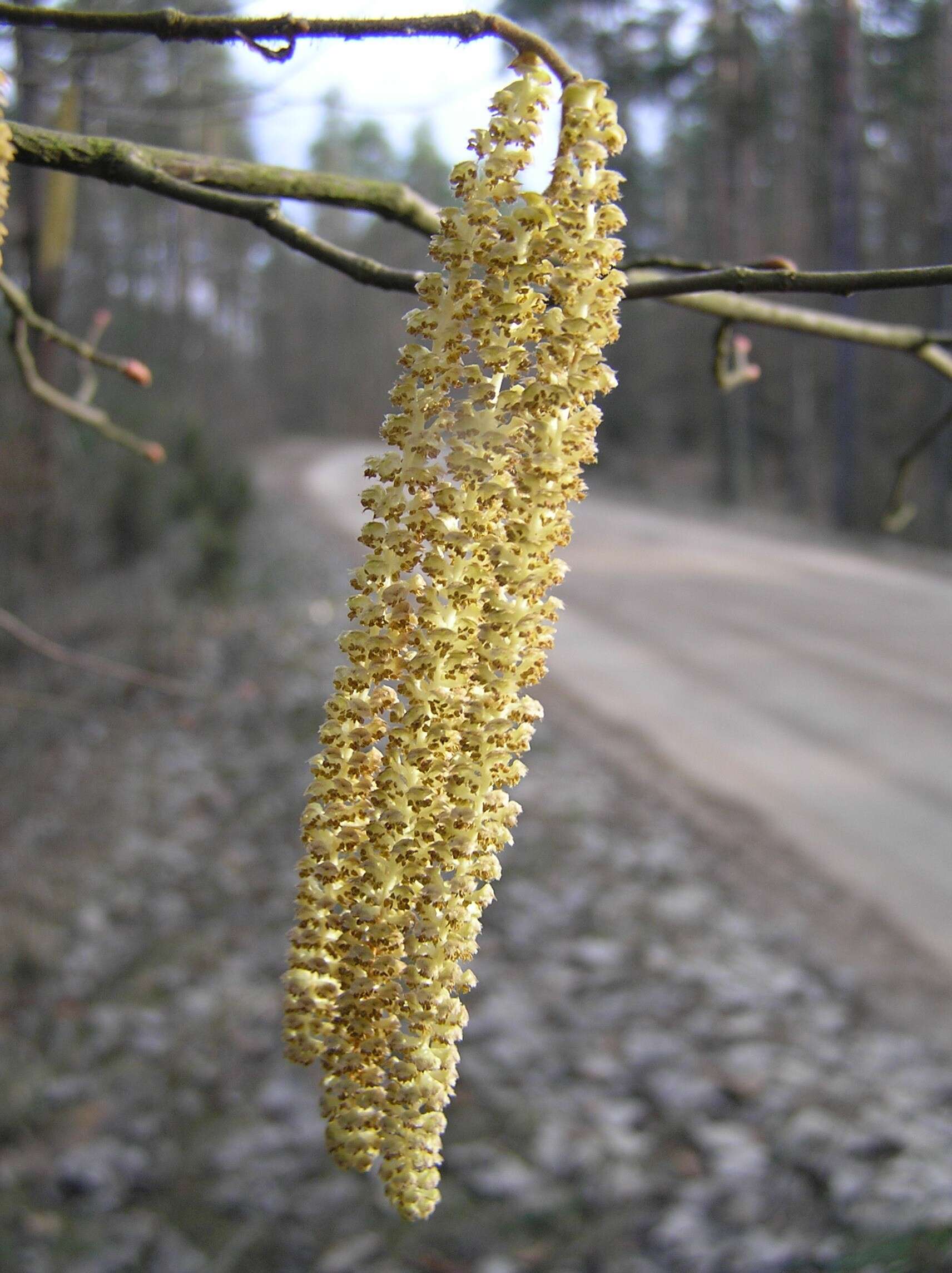 Image of Cobnut