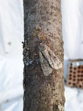 Image of Speared Dagger Moth