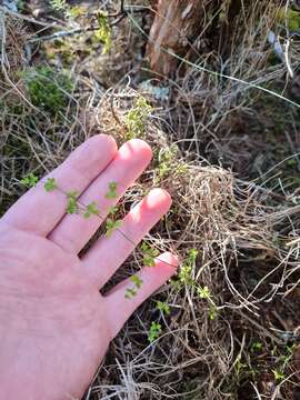 Image of Galium propinquum A. Cunn.