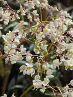 Image de Begonia nelumbiifolia Schltdl. & Cham.