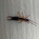 Image of Lined Earwig