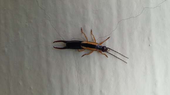 Image of Lined Earwig