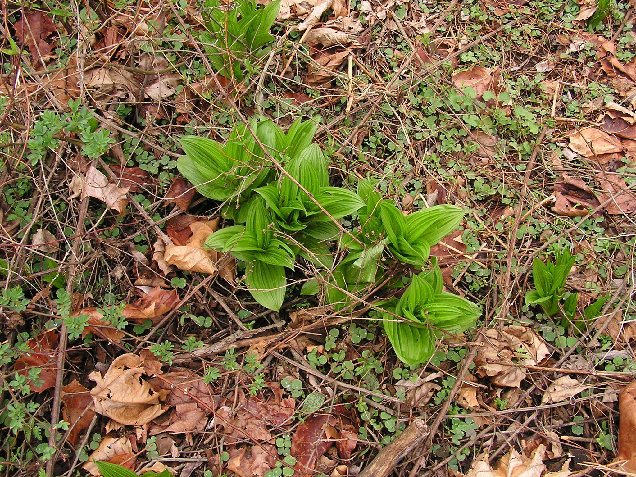 Слика од Veratrum viride Aiton