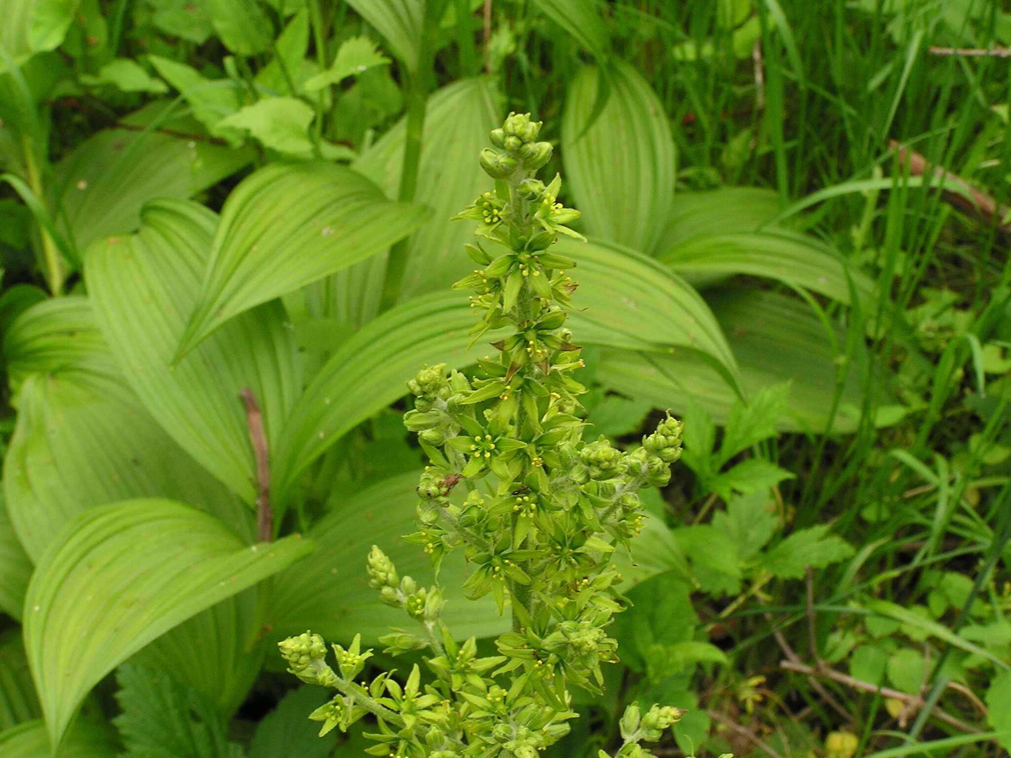 Image of False Hellebore