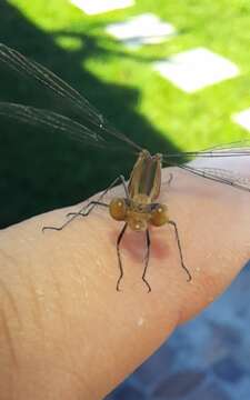 Image of Lestes spatula Fraser 1946