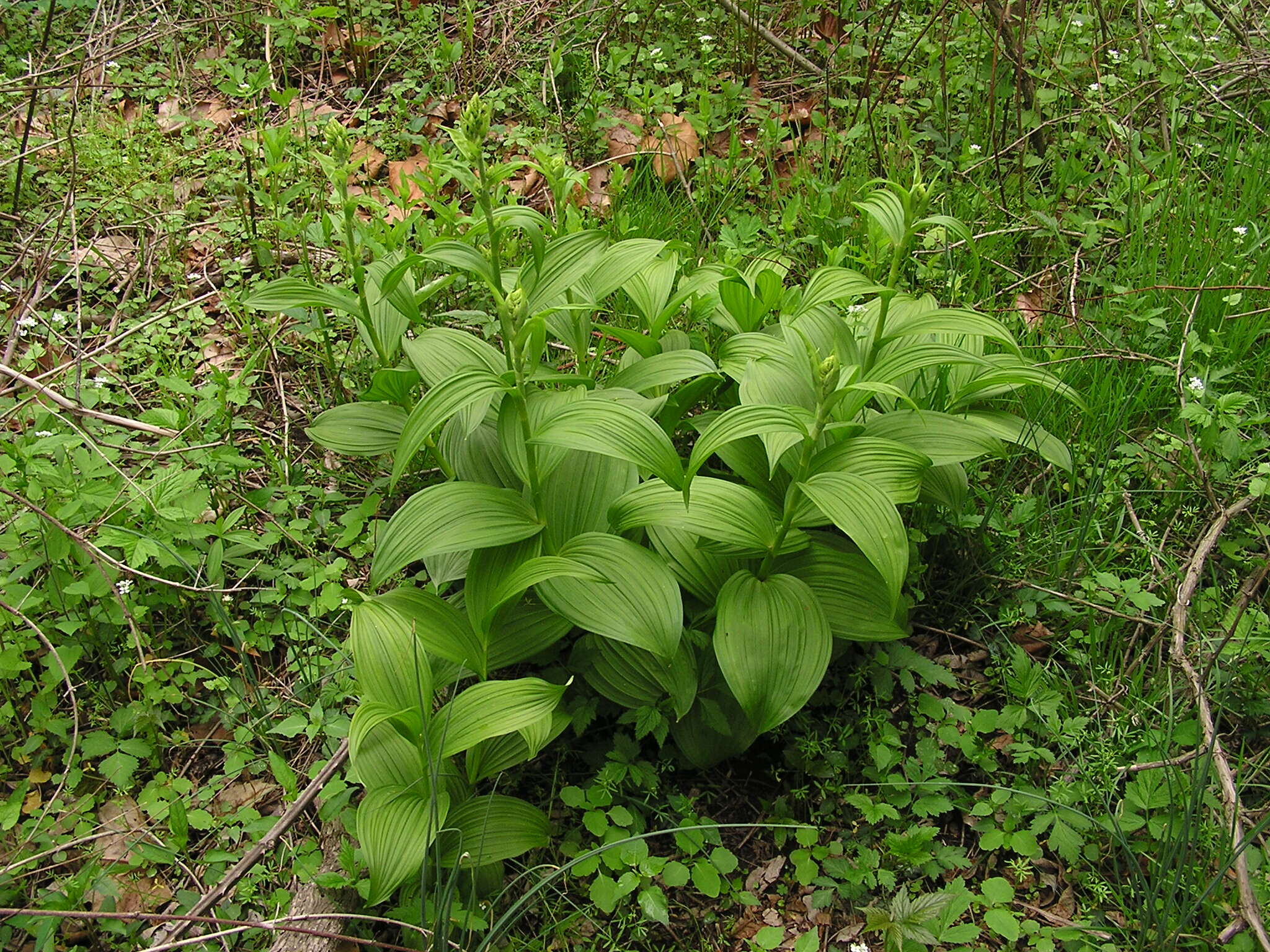 Слика од Veratrum viride Aiton