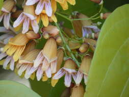 Image of Bignonia hyacinthina (Standl.) L. G. Lohmann