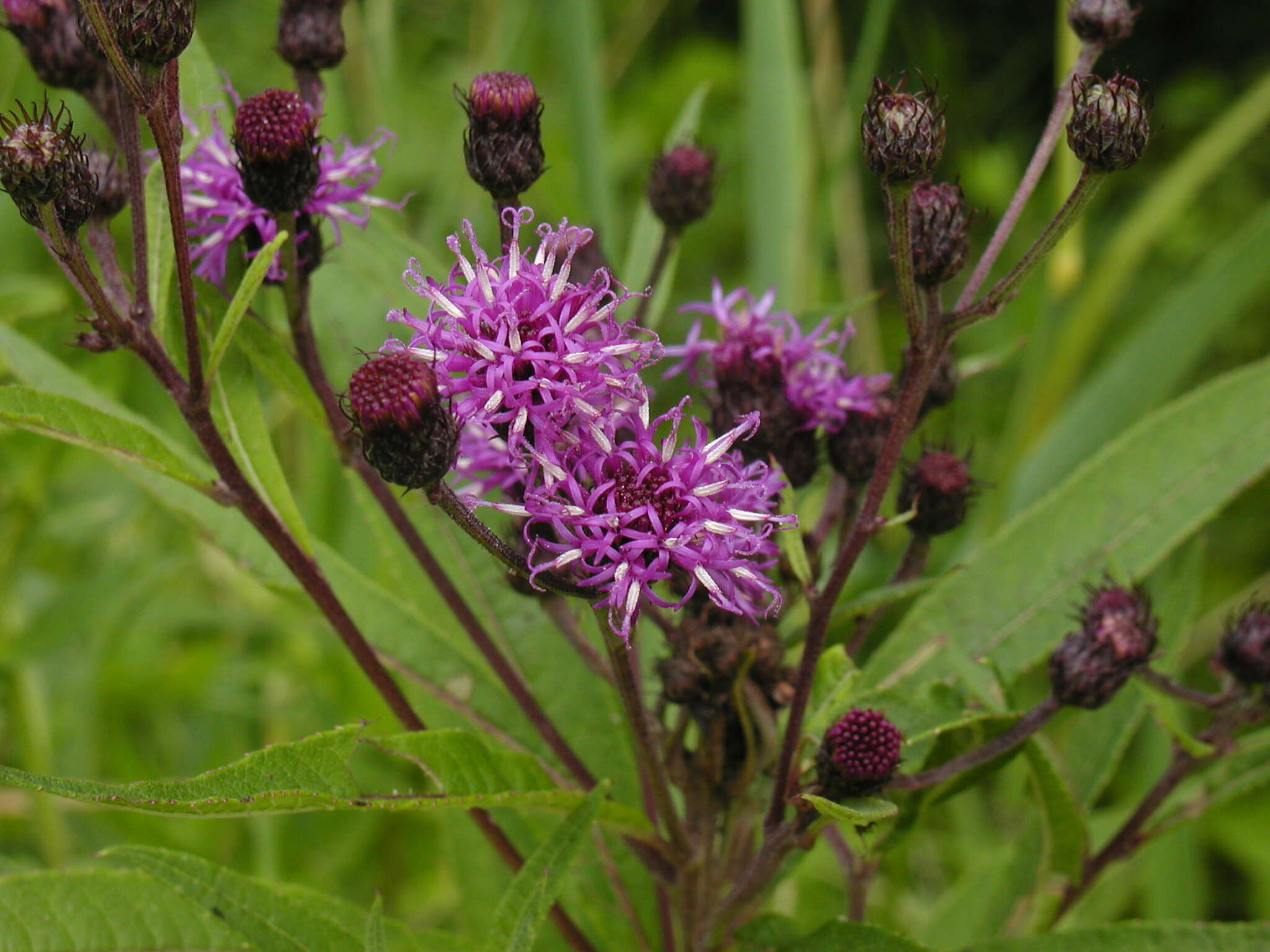 Imagem de Vernonia noveboracensis (L.) Willd.