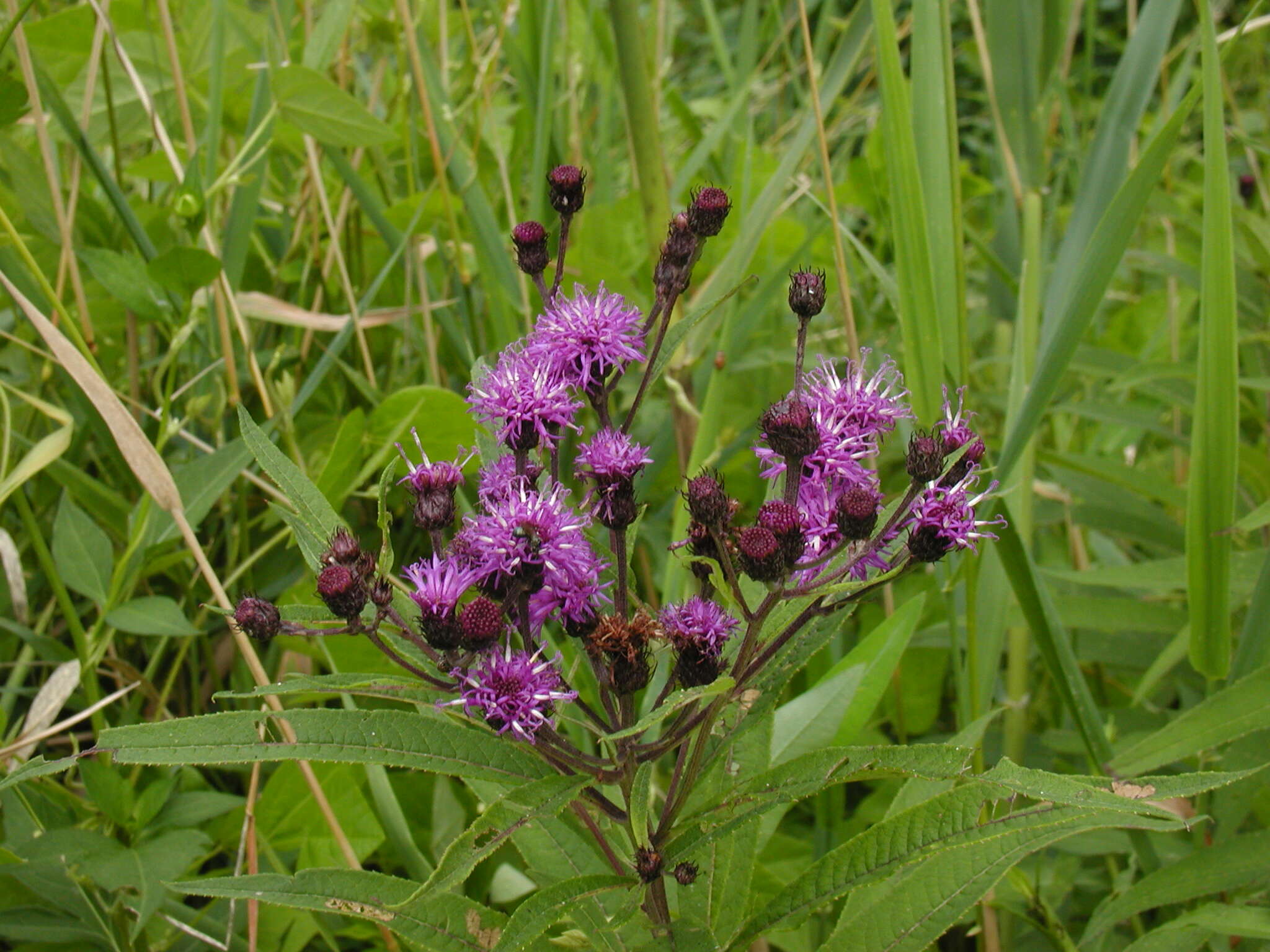 Imagem de Vernonia noveboracensis (L.) Willd.