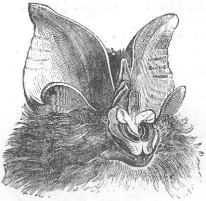 Image of Rhinolophoidea Gray 1825