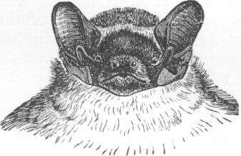Image of leislers bat, lesser noctule