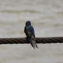 Image of White-banded Swallow