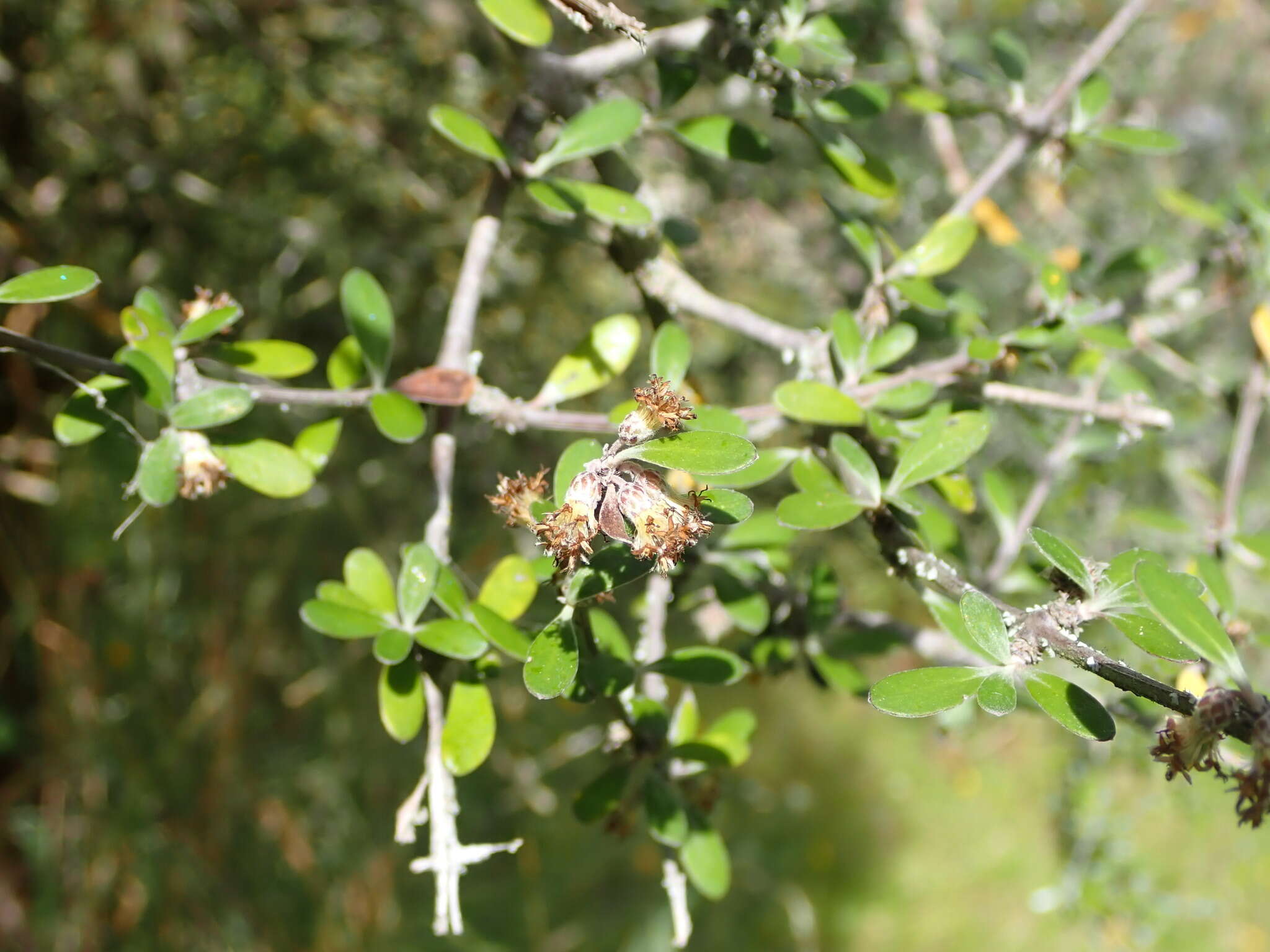 Olearia fimbriata M. Heads resmi