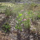 Image of Isopogon formosus R. Br.