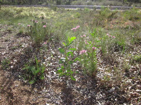 Image of Isopogon formosus R. Br.