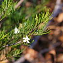 Imagem de Ricinocarpos pinifolius Desf.