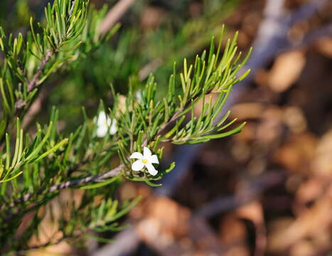 Image of Ricinocarpos pinifolius Desf.