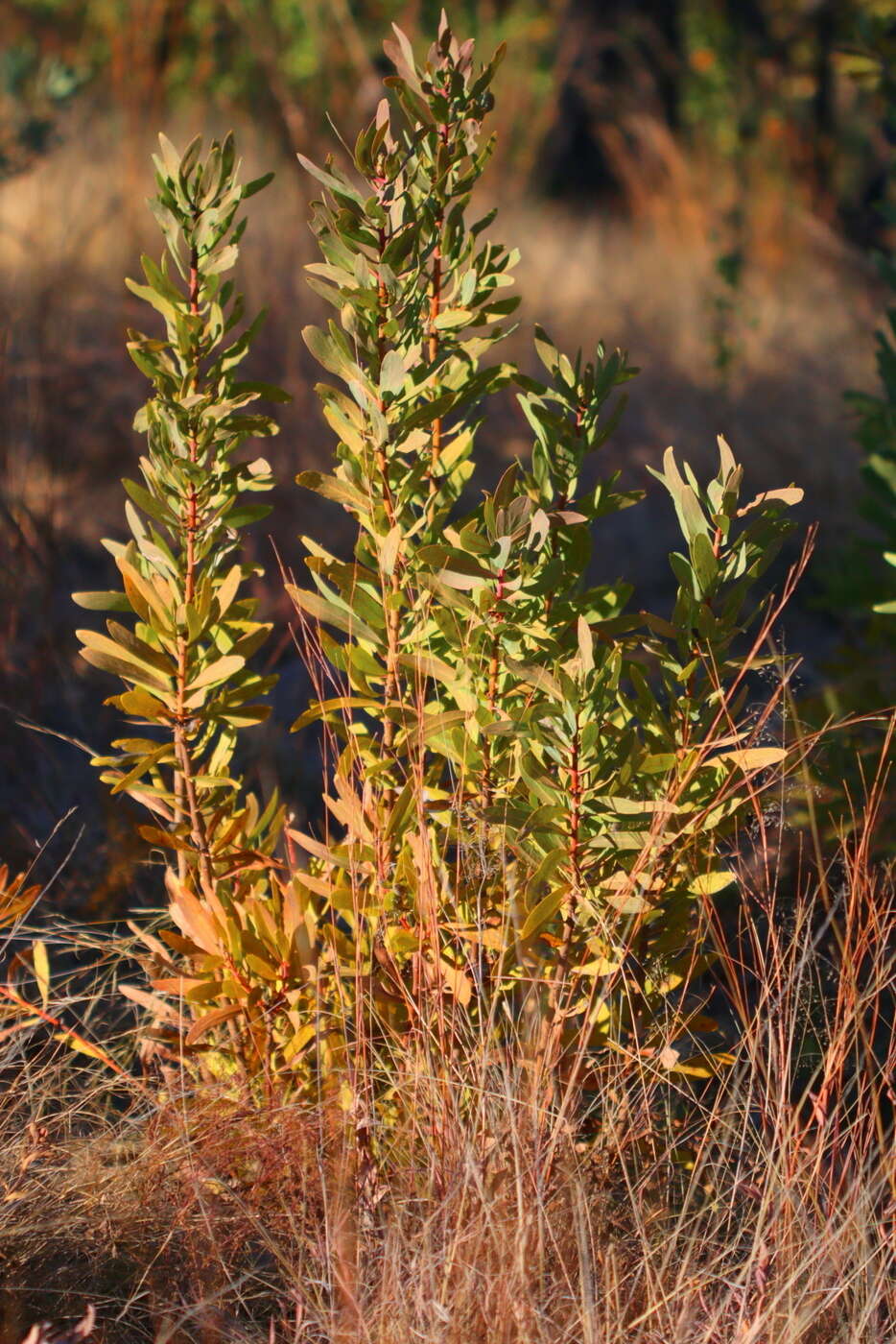 Image de Protea gaguedi J. F. Gmel.