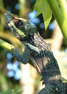 Image of Cuban Giant Anole