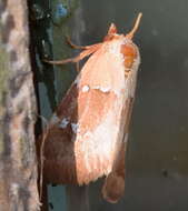 Image of Haemerosia vassilininei Bang-Haas 1912