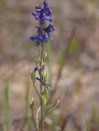 Plancia ëd Delphinium decorum Fisch. & Mey.