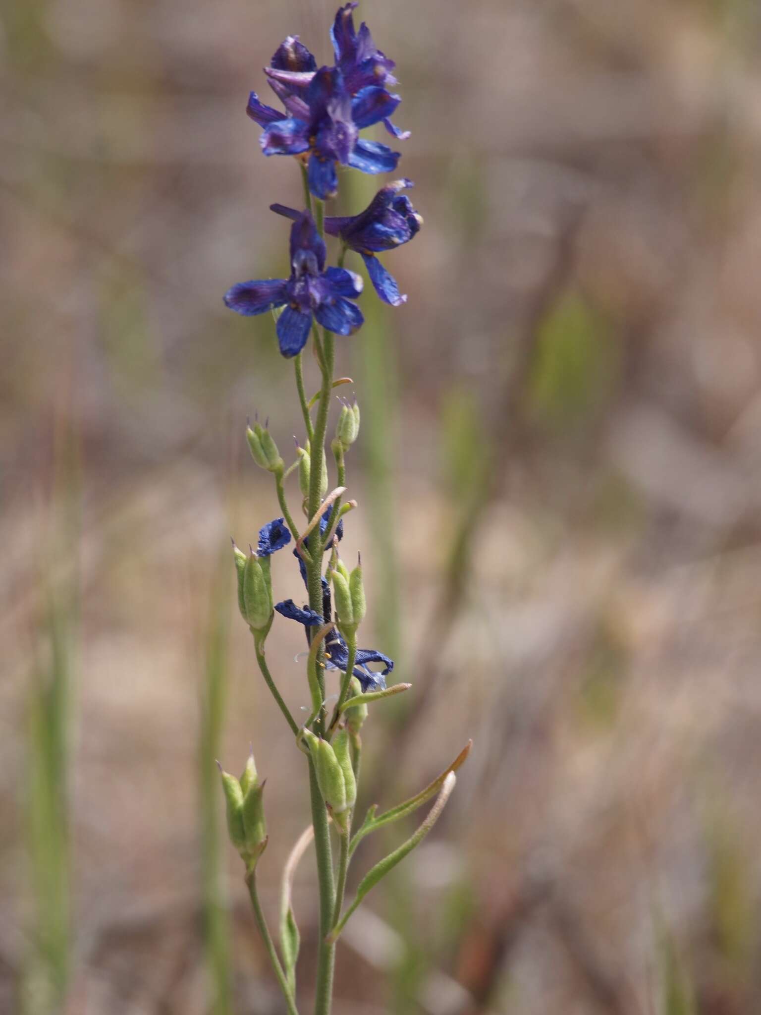 Plancia ëd Delphinium decorum Fisch. & Mey.