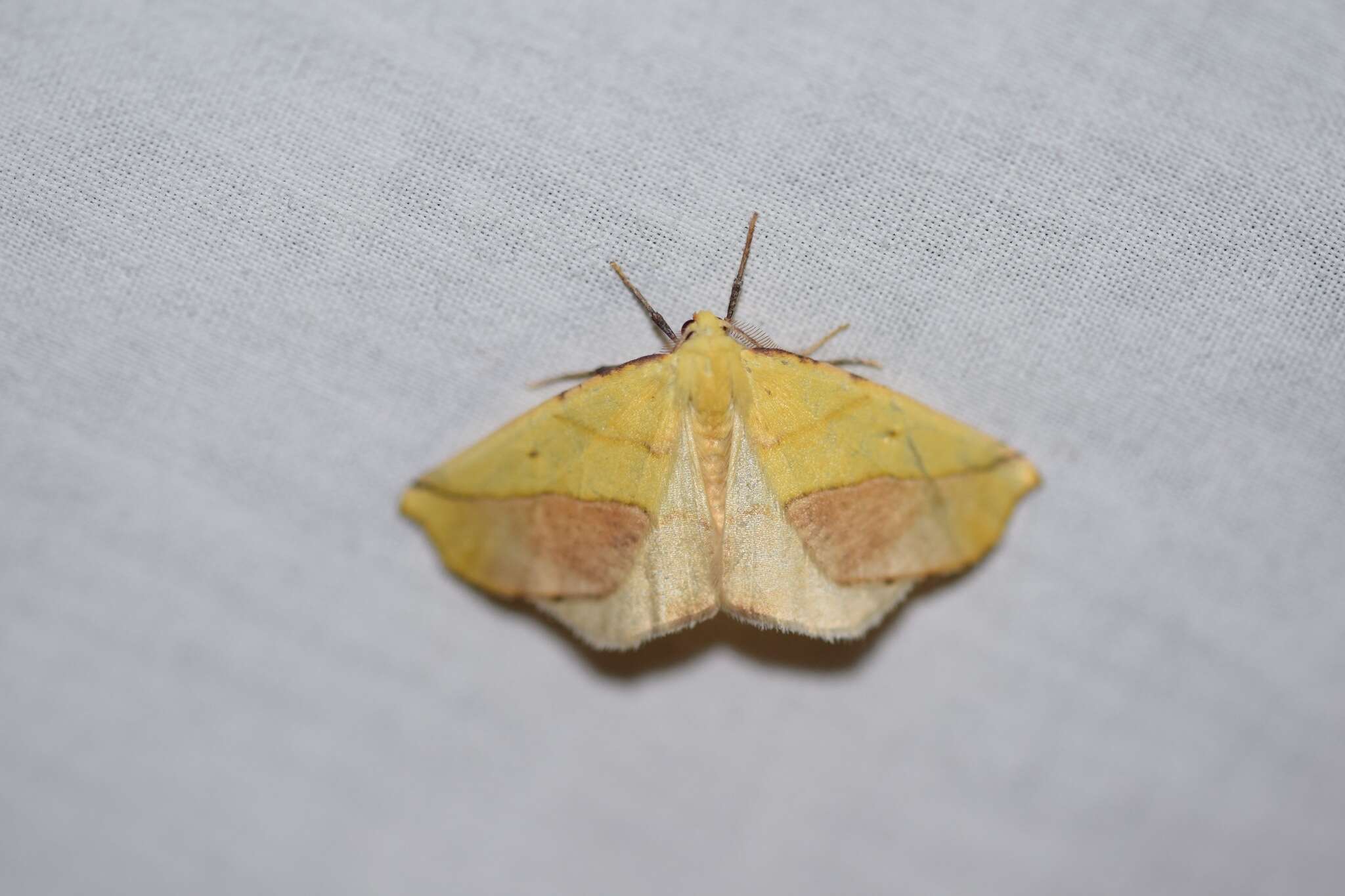 Image of Pink-bordered Yellow, Two-pronged Looper