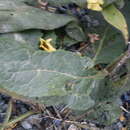 Image of Verbascum austriacum Schott ex Roem. & Schult.