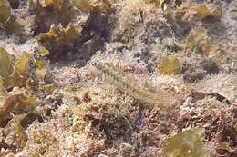 Image of Germain&#39;s blenny