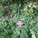 Image of Dianthus deltoides subsp. deltoides