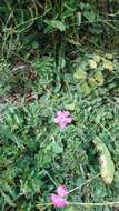 Imagem de Dianthus deltoides subsp. deltoides