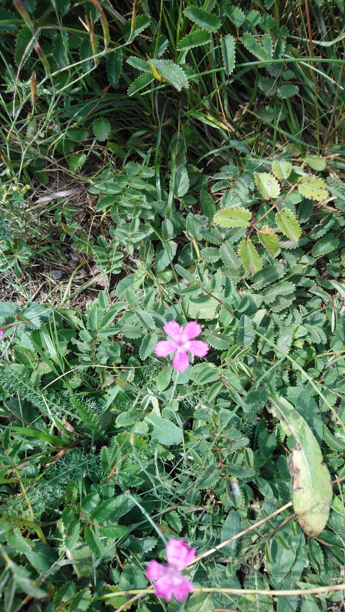 Imagem de Dianthus deltoides subsp. deltoides