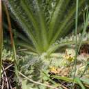 Sivun Cirsium foliosum (Hook.) DC. kuva