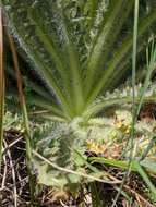 Image of Elk Thistle