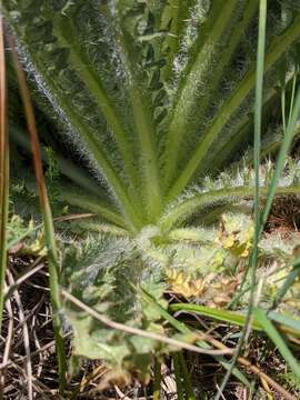 Cirsium foliosum (Hook.) DC.的圖片