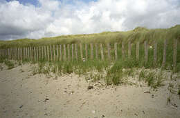 Image of European beachgrass