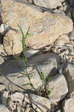 Image of branched noseburn